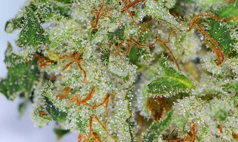 Midnight Splendor Premium Indica - DC Gift Exotic