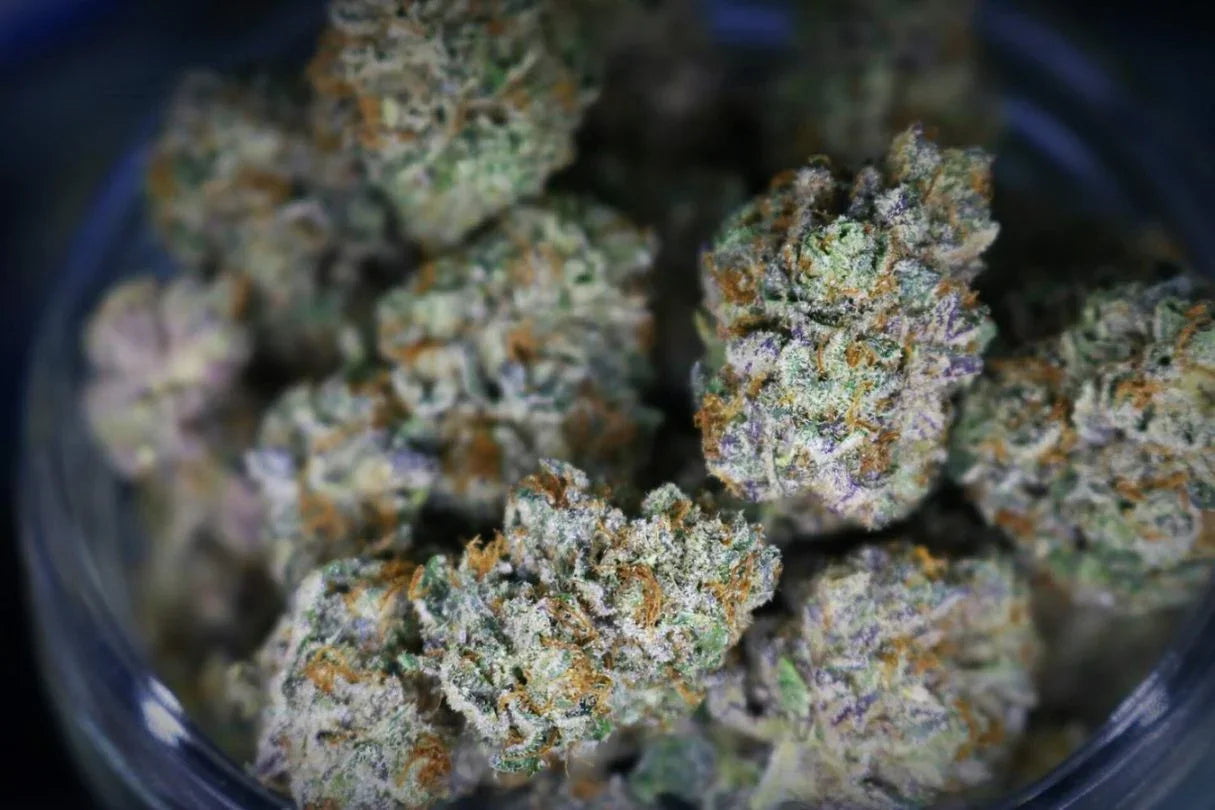 Purple Gorilla Premium Hybrid - DC Gift Exotic
