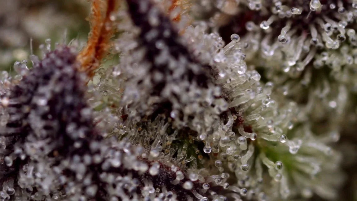 Purple Haze Topshelf Sativa - DC Gift Exotic