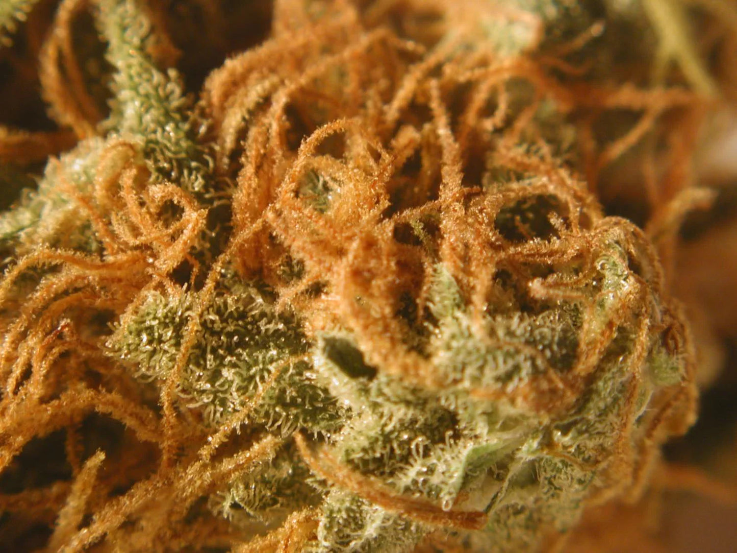 Skywalker OG Topshelf Indica - DC Gift Exotic
