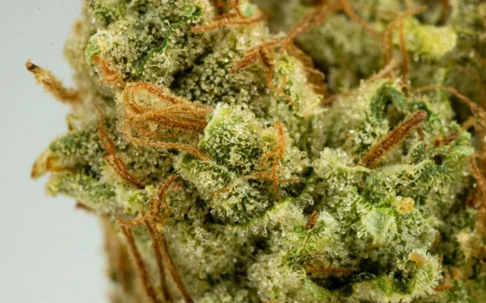Super Glue Premium Hybrid - DC Gift Exotic