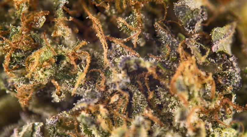 Wedding Cake Designer Sativa - DC Gift Exotic