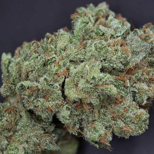 Ghost Train Affordable Sativa - DC Gift Exotic