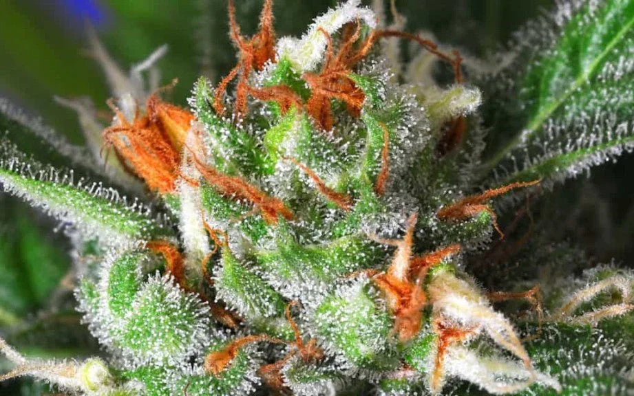 Topshelf Flower - DC Gift Exotic