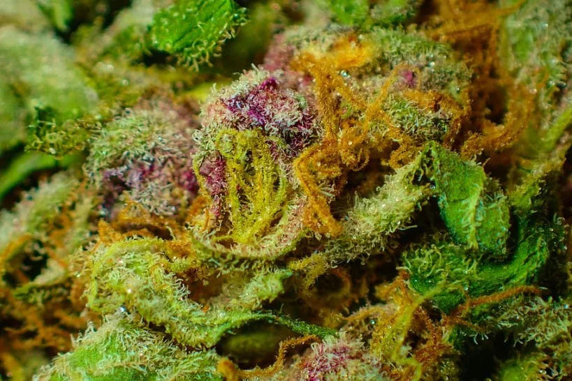 Premium Flower - DC Gift Exotic