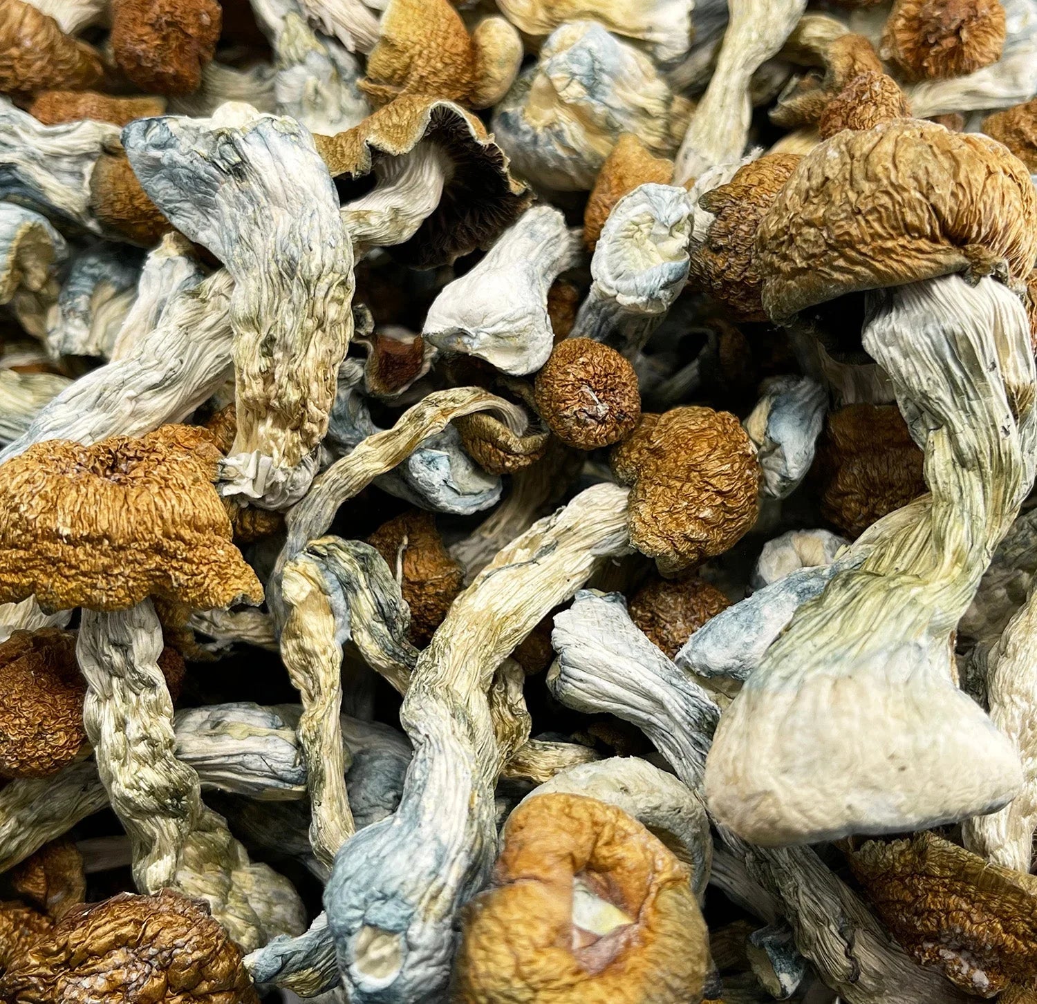Mushrooms - DC Gift Exotic