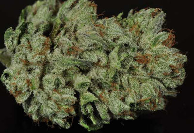 Affordable Flower - DC Gift Exotic