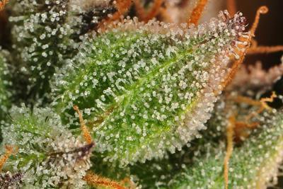 Cherry Dosi Designer Hybrid - DC Gift Exotic