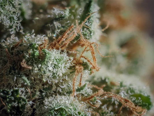 Blue Cookies Premium Hybrid - DC Gift Exotic