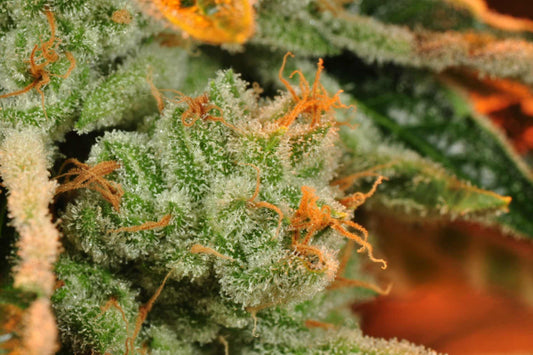 GMO Cookies Premium Indica - DC Gift Exotic