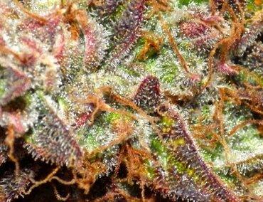 Jungle Cake Topshelf Sativa - DC Gift Exotic