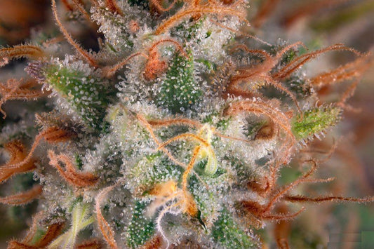 Maui Topshelf Sativa - DC Gift Exotic