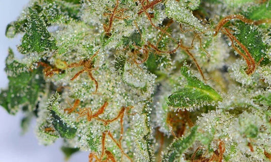 Midnight Splendor Premium Indica - DC Gift Exotic