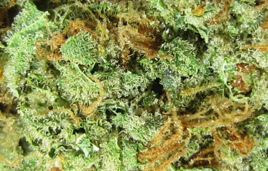 Mr Nice Guy Premium Sativa - DC Gift Exotic