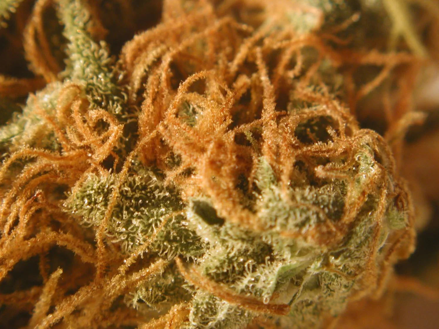 Skywalker OG Topshelf Indica - DC Gift Exotic