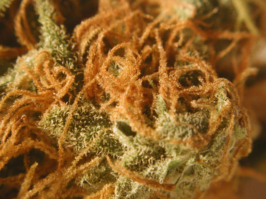 Skywalker OG Topshelf Indica - DC Gift Exotic