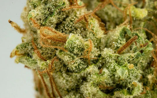 Super Glue Premium Hybrid - DC Gift Exotic