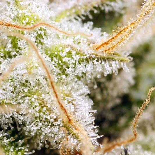 Super Lemons Haze Topshelf Sativa - DC Gift Exotic