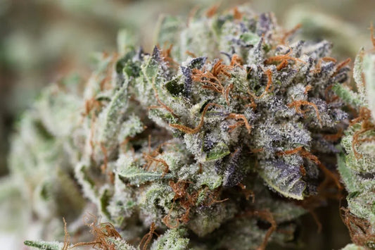 White Widdow Topshelf Hybrid - DC Gift Exotic