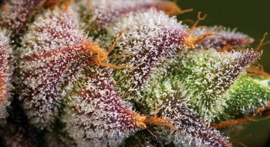 Willy Wonka Topshelf Hybrid - DC Gift Exotic