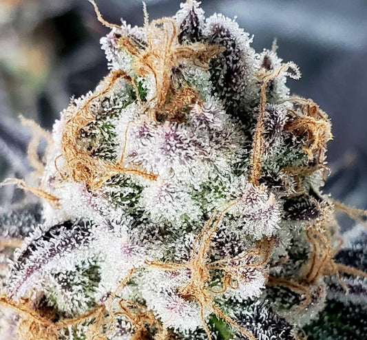 White Runtz Designer Sativa - DC Gift Exotic