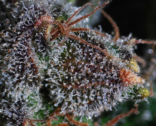 Slurricane Designer Sativa - DC Gift Exotic