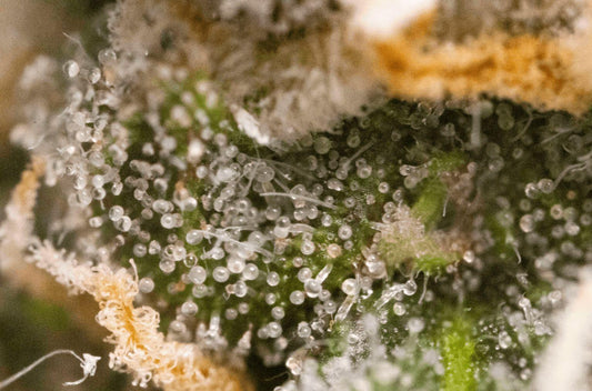 Peanut Butter Gelato Designer Indica - DC Gift Exotic
