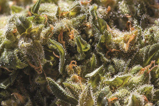 Peanut Butter Breath Designer Indica - DC Gift Exotic