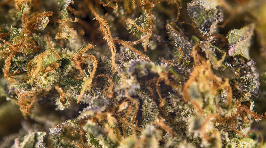 Wedding Cake Designer Sativa - DC Gift Exotic