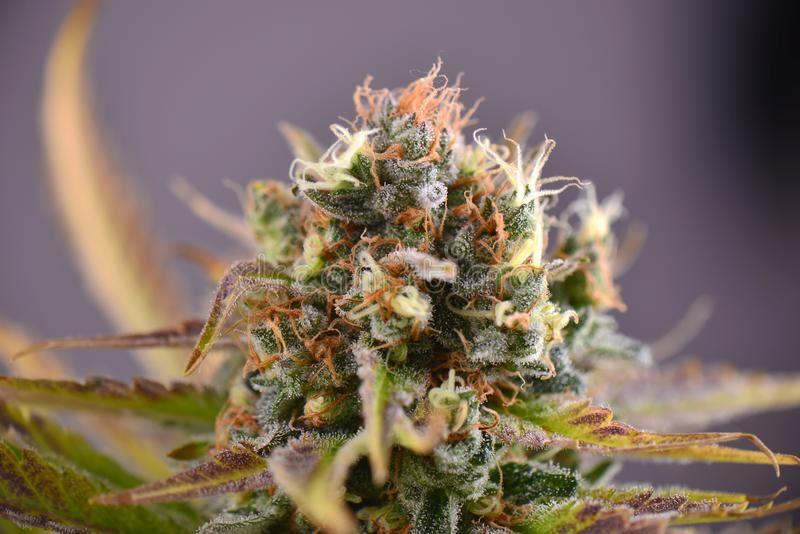 Purple Punch Designer Hybrid - DC Gift Exotic