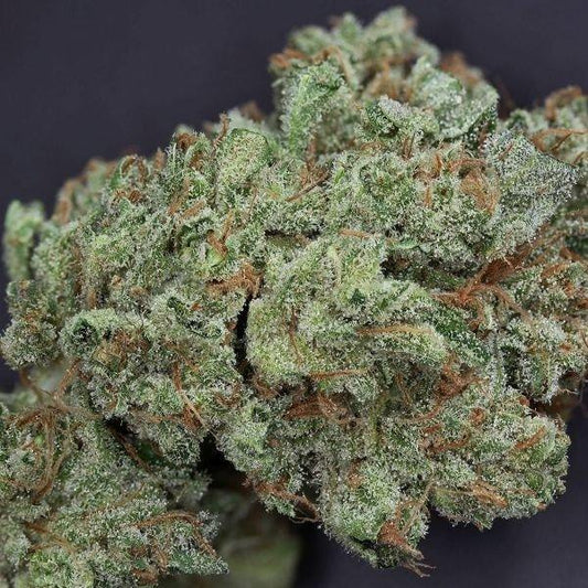 Ghost Train Affordable Sativa - DC Gift Exotic