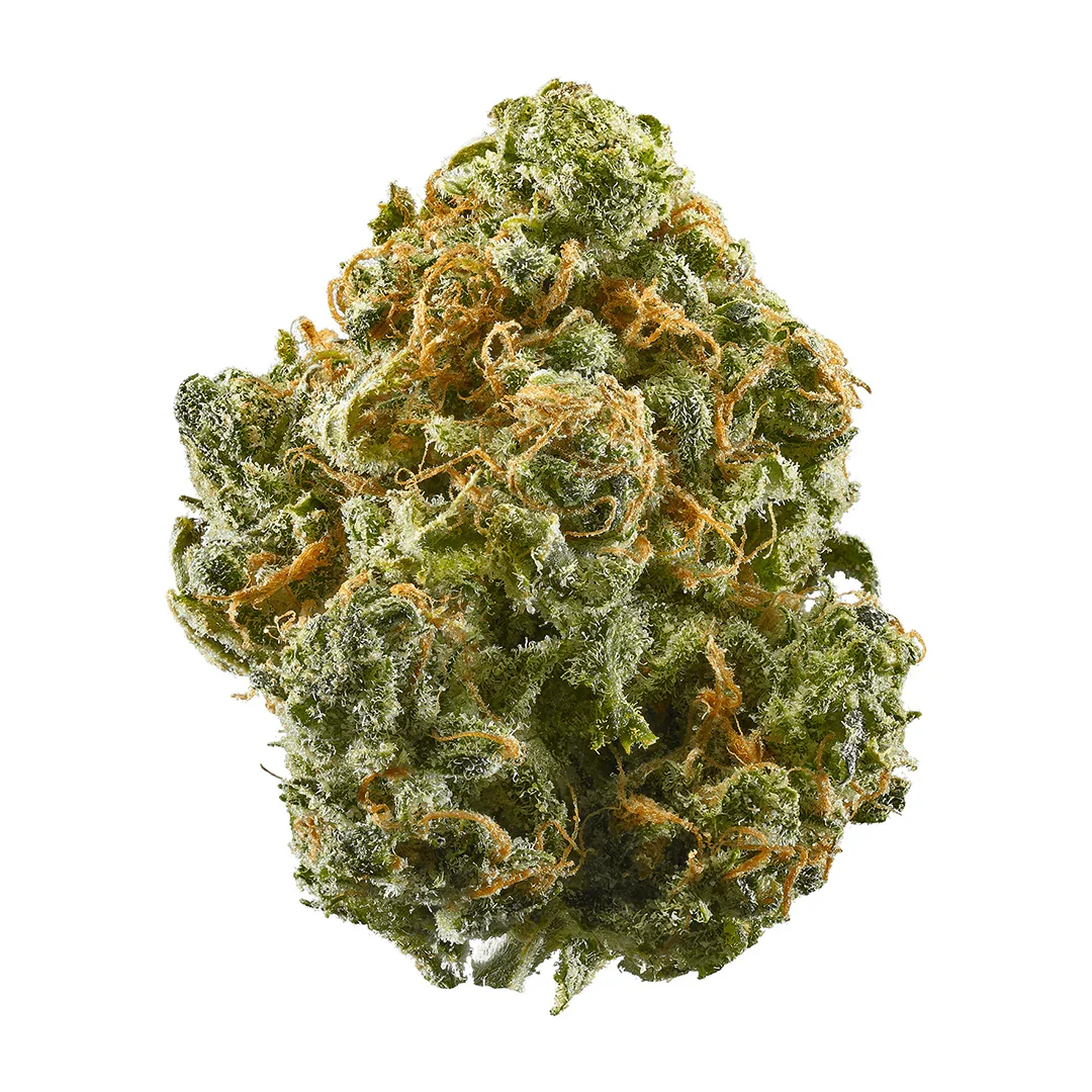 New York Cheese Affordable Sativa - DC Gift Exotic